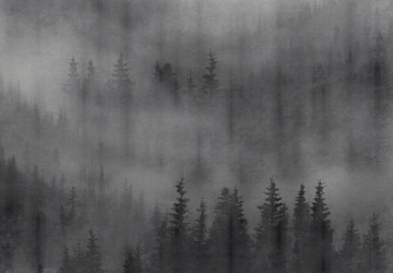Karanlık Yağmur Ormanı Duvar…