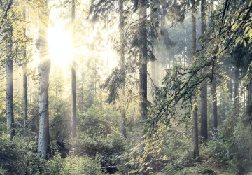 Naturel Güneşli Çam Ormanları…