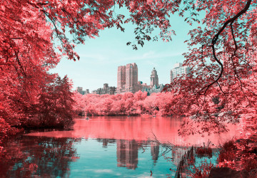 japonya Sakura ağacı ve Nehir…