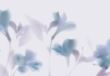Beyaz Zeminde Soyut Mavi Çiçekler…
