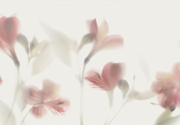 Beyaz Zeminde Soyut Pembe Çiçekler…
