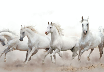 Dört Nala Koşan Beyaz Asil Atlar…